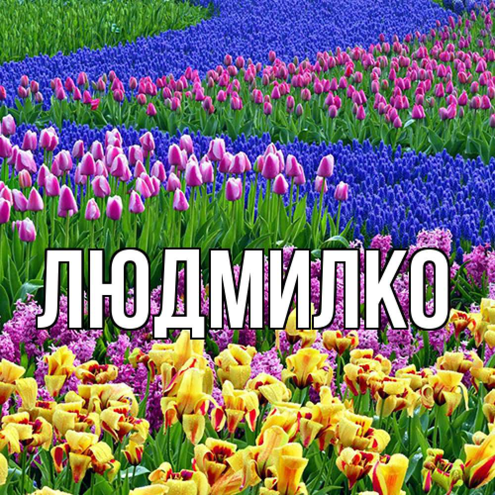 Открытка  с именем. ЛЮДМИЛКО, Главная  