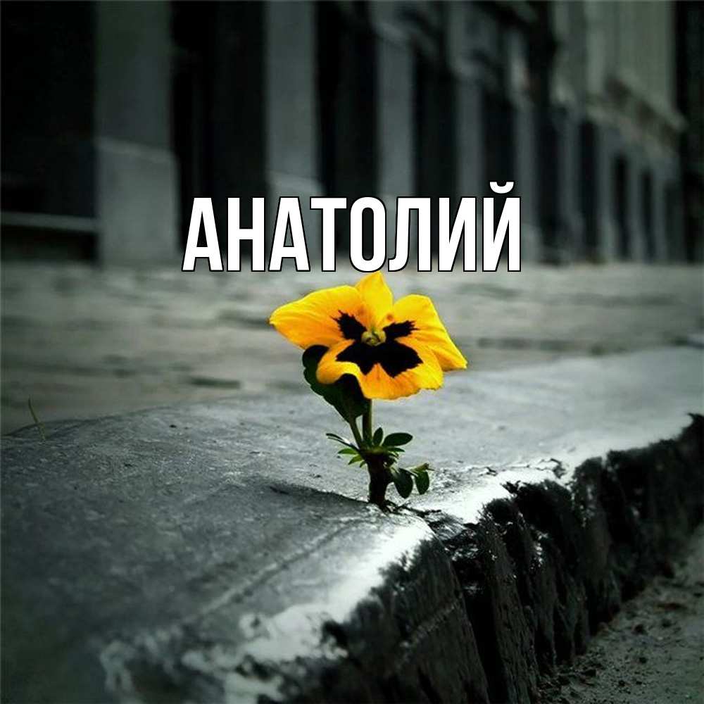 Открытка  с именем. Анатолий, Главная  