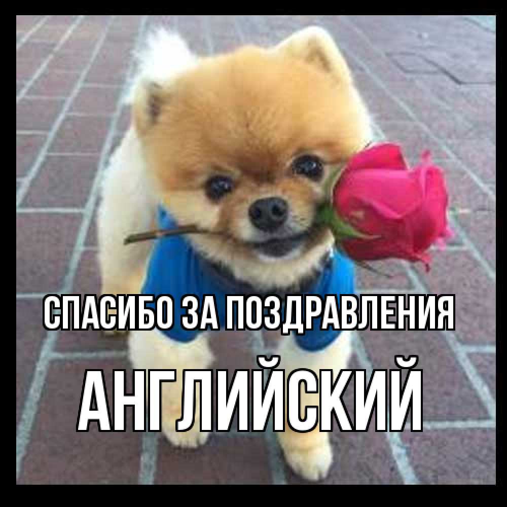 Открытка  с именем. Английский, Спасибо за поздравления  