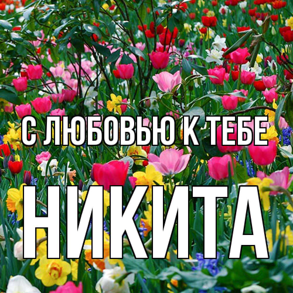 Открытка  с именем. Никита, С любовью к тебе  