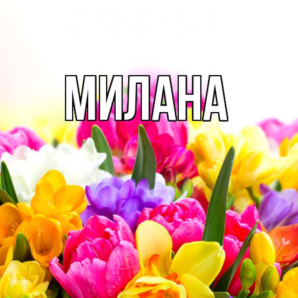 Открытка  с именем. Милана, Главная  