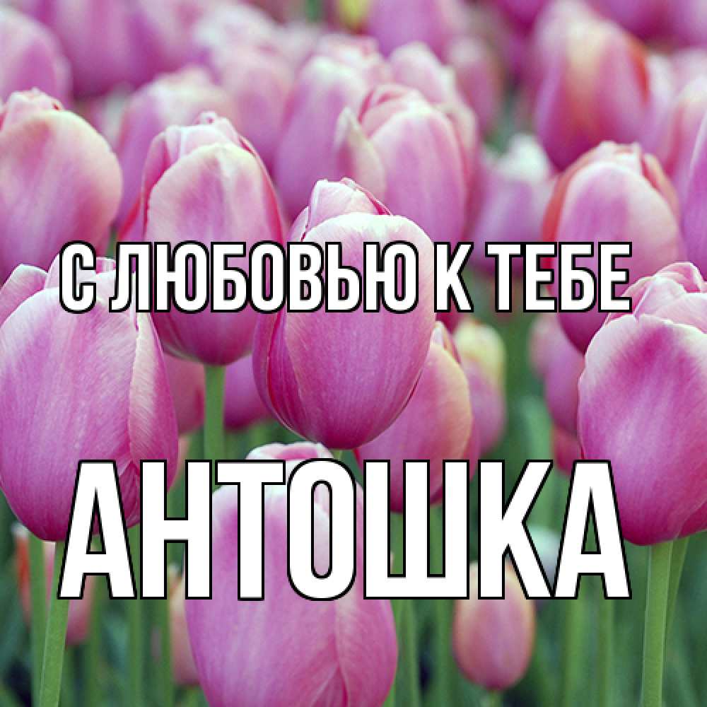 Открытка  с именем. Антошка, С любовью к тебе  