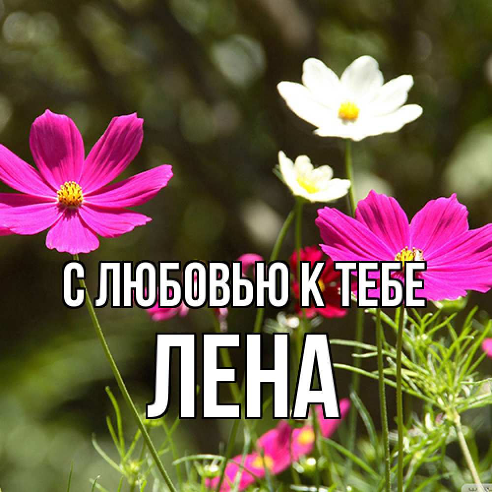 Открытка  с именем. лена, С любовью к тебе  