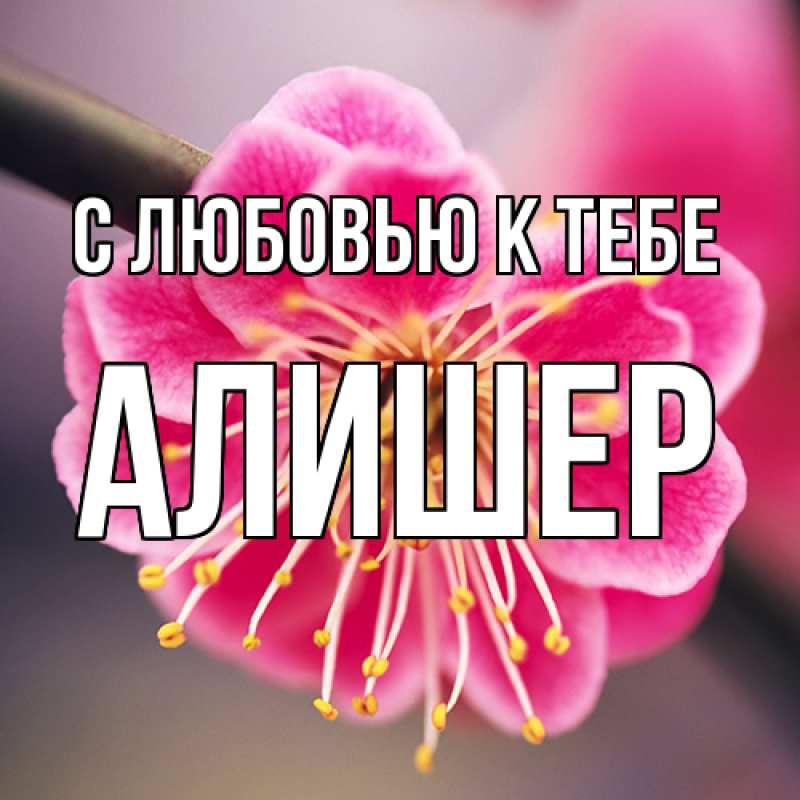 Картинка С любовью к тебе, Алишер