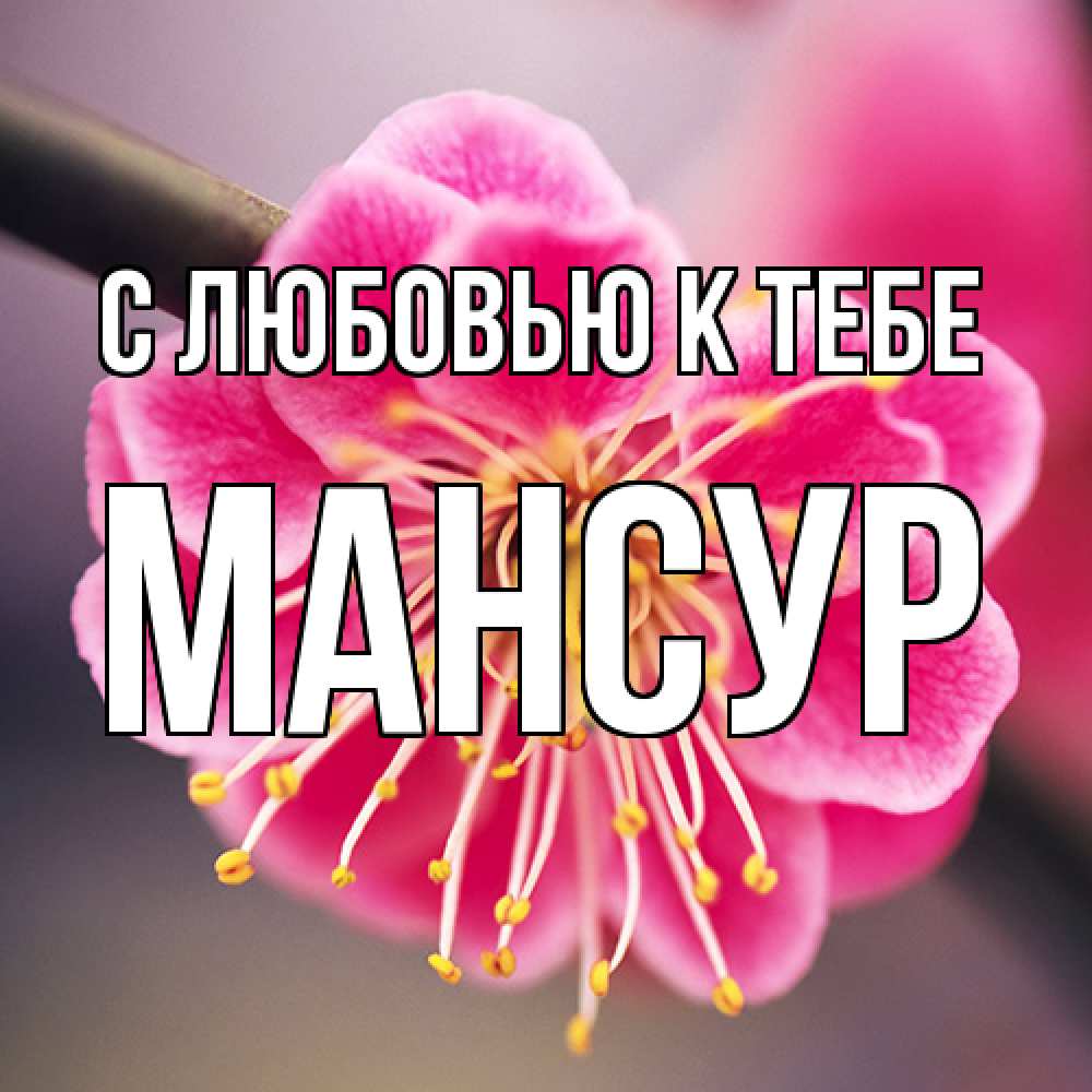 Открытка  с именем. Мансур, С любовью к тебе  