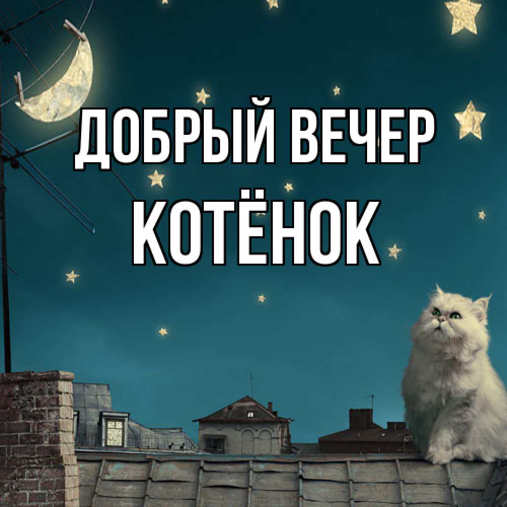 Открытка  с именем. Котёнок, Добрый вечер  