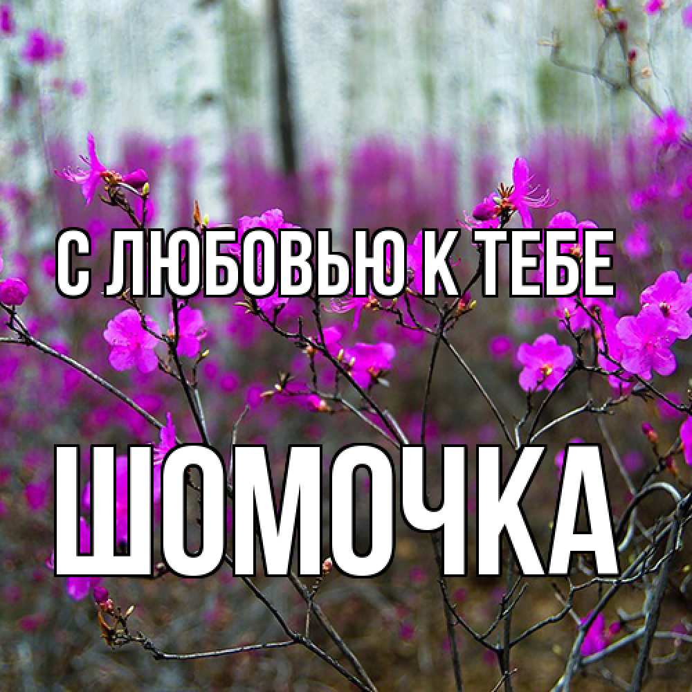Открытка  с именем. Шомочка, С любовью к тебе  