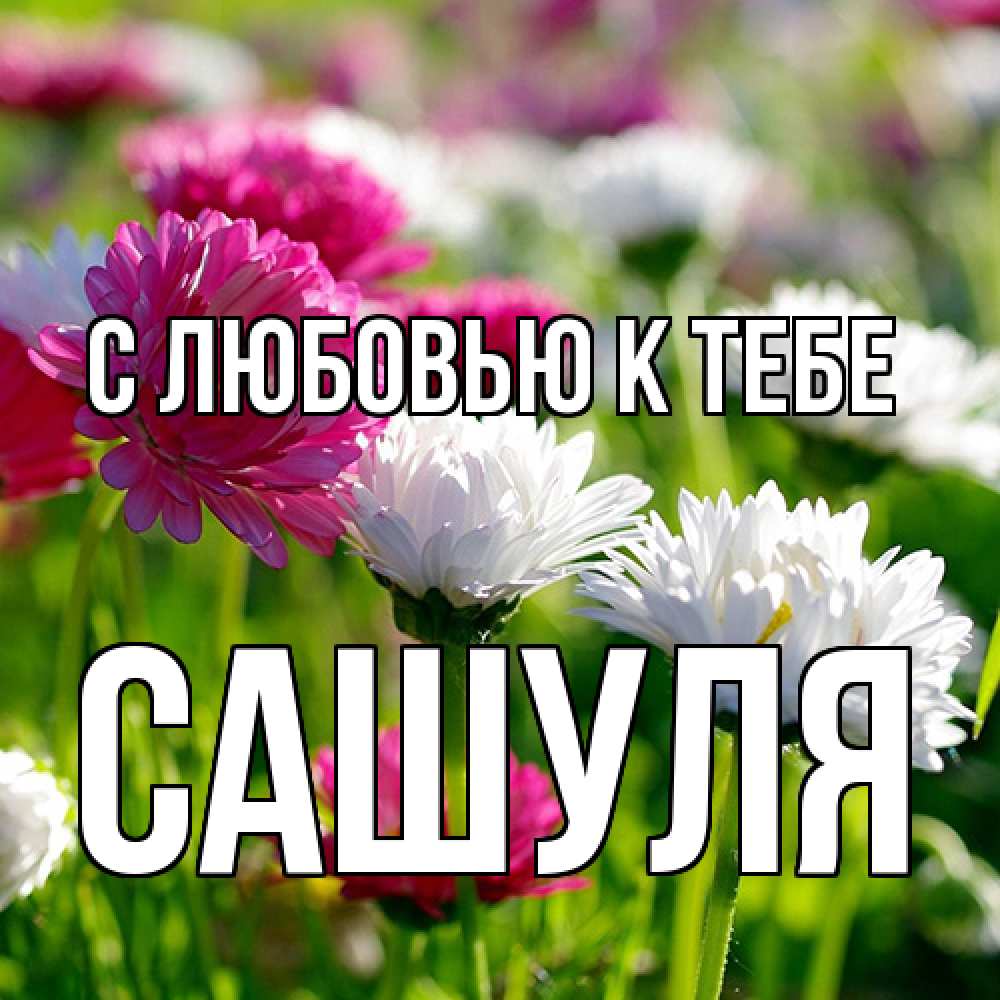 Открытка  с именем. Сашуля, С любовью к тебе  