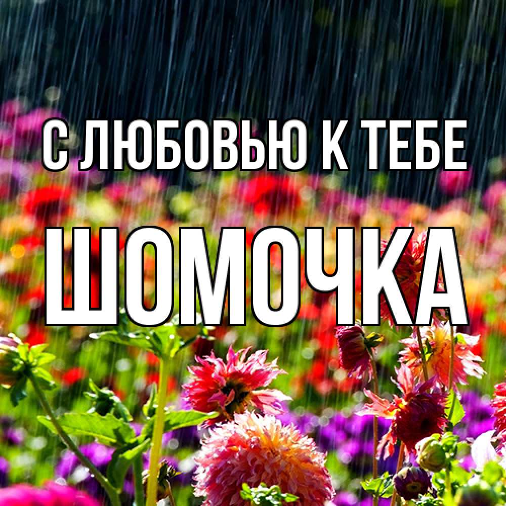 Открытка  с именем. Шомочка, С любовью к тебе  