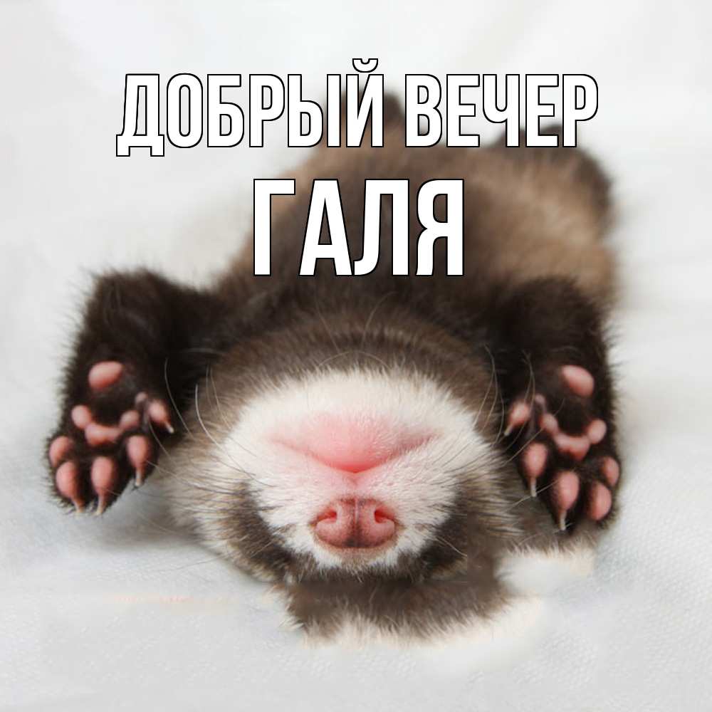 Открытка  с именем. Галя, Добрый вечер  