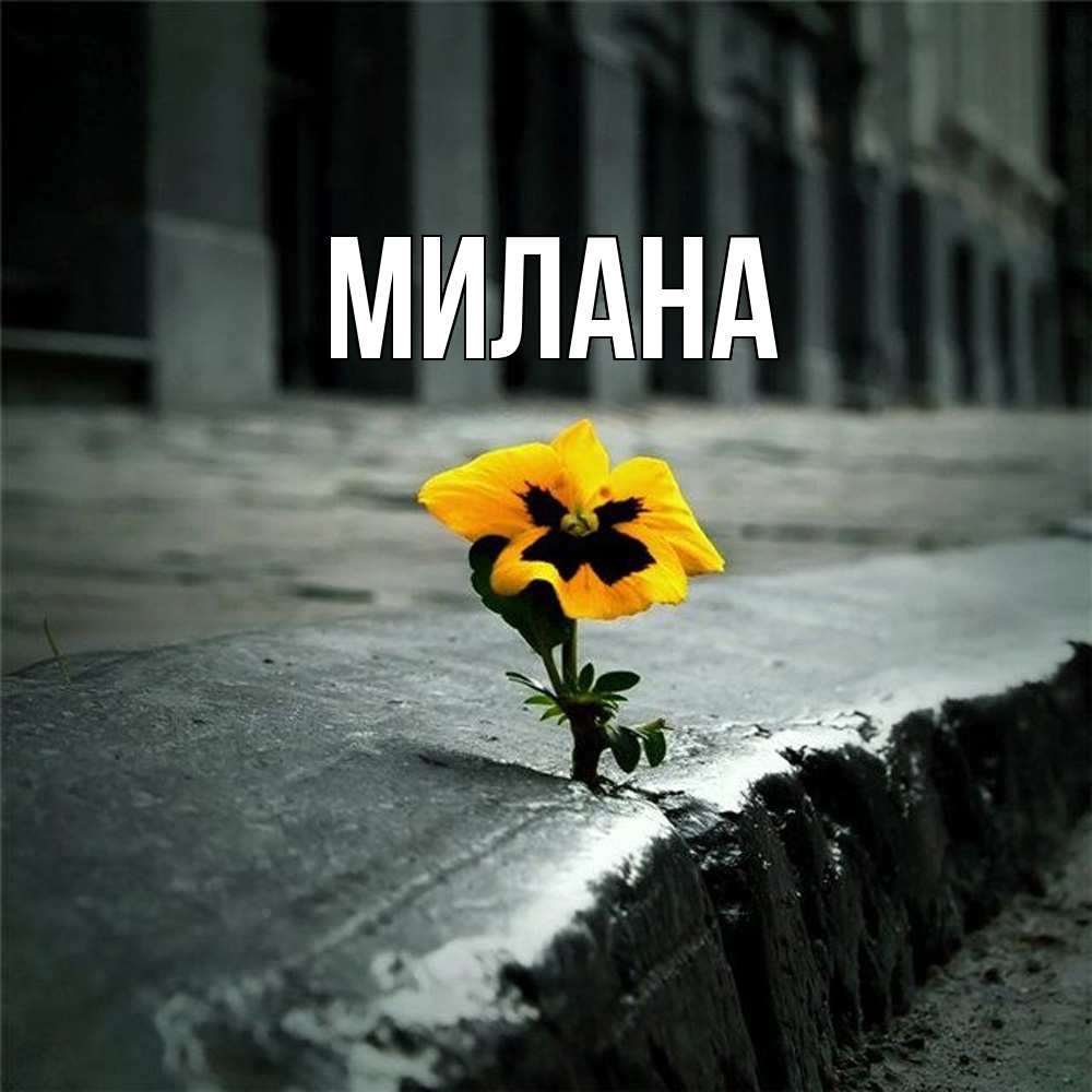 Открытка  с именем. Милана, Главная  
