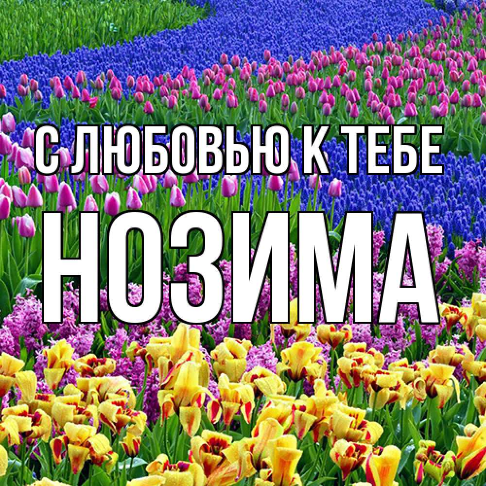 Открытка  с именем. НОЗИМА, С любовью к тебе  