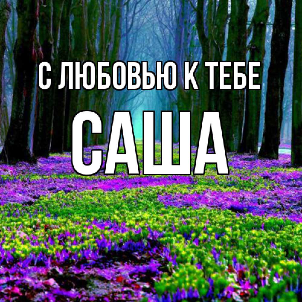 Открытка  с именем. Саша, С любовью к тебе  