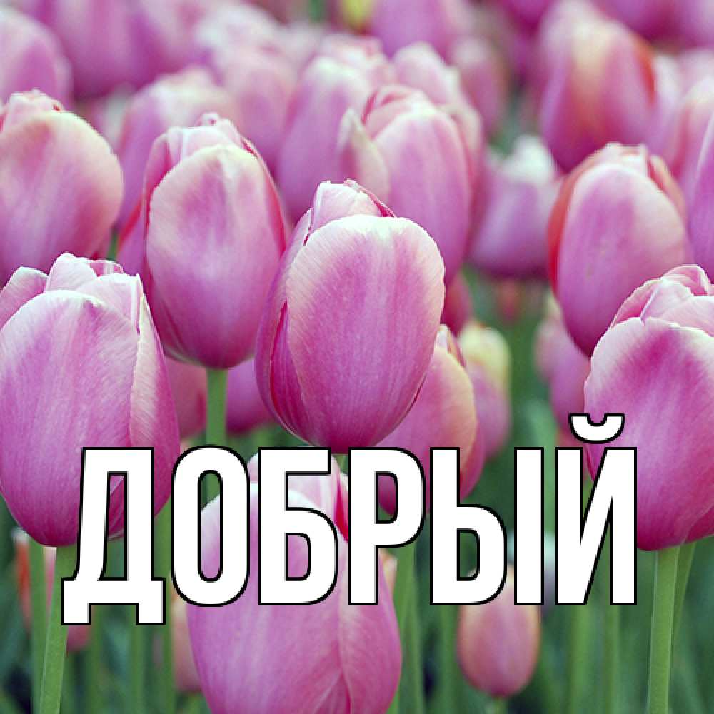 Открытка  с именем. Добрый, Главная  