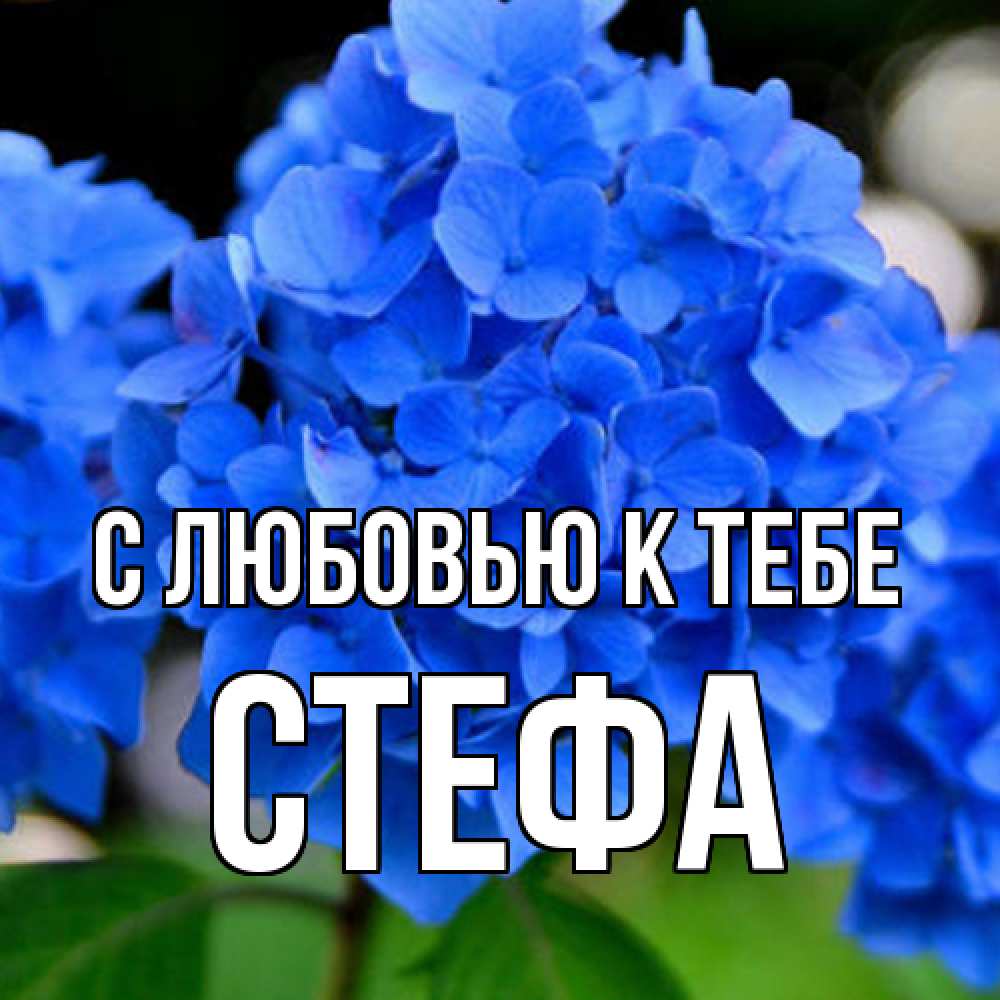 Открытка  с именем. стефа, С любовью к тебе  