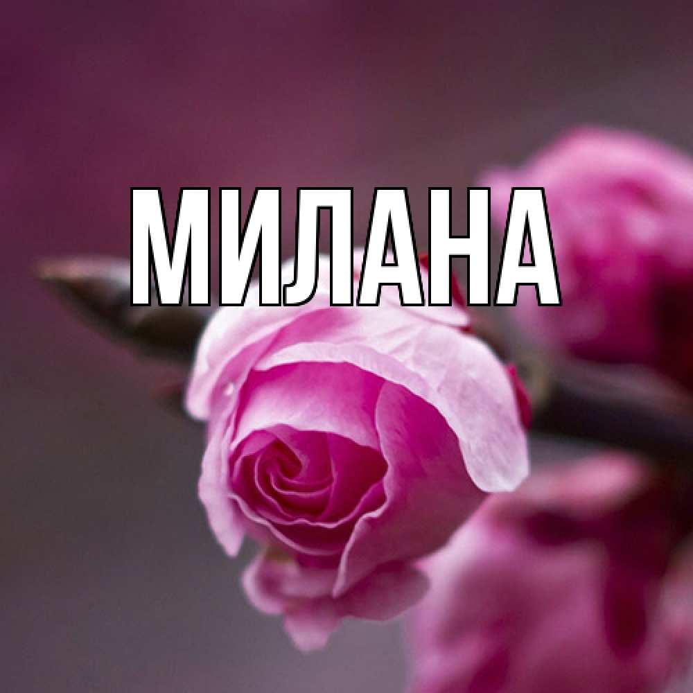 Открытка  с именем. Милана, Главная  