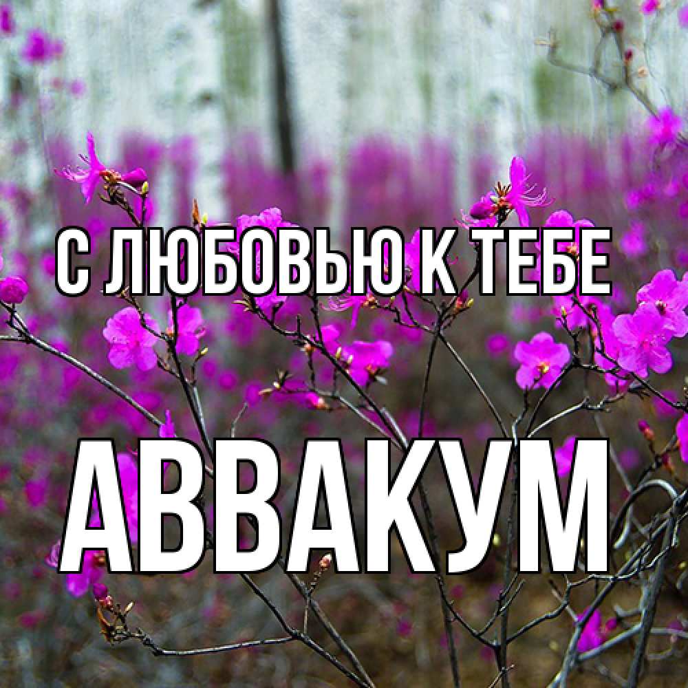 Открытка  с именем. Аввакум, С любовью к тебе  