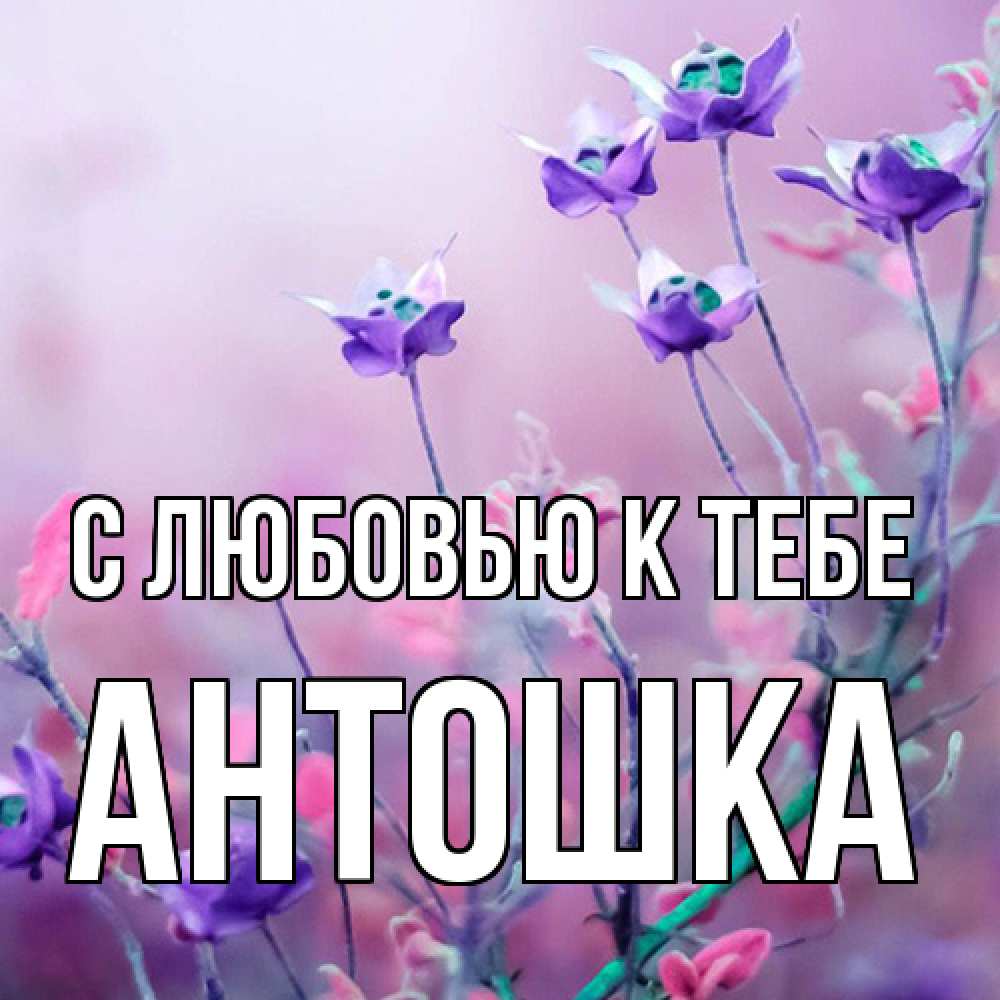 Открытка  с именем. Антошка, С любовью к тебе  