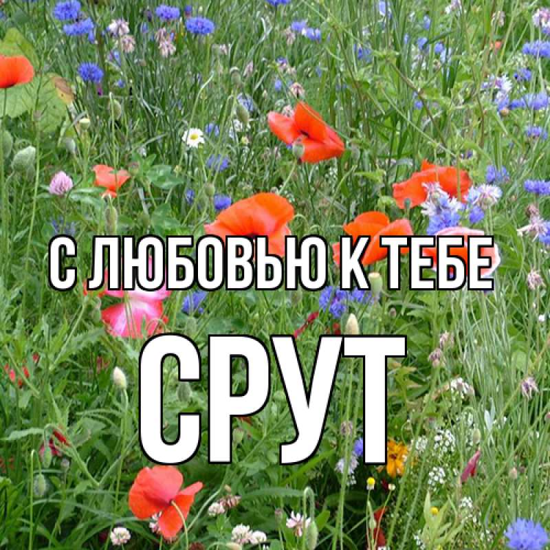 Картинка С любовью к тебе, срут