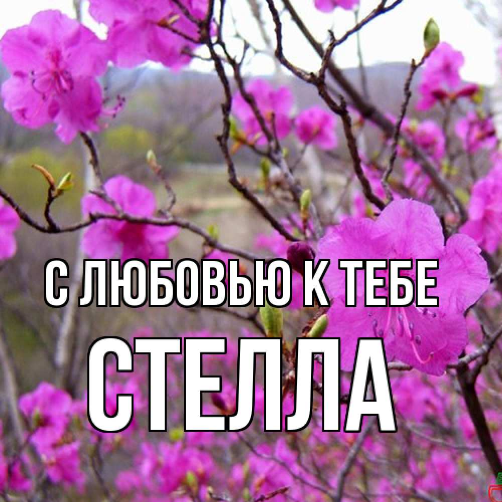 Открытка  с именем. Стелла, С любовью к тебе  