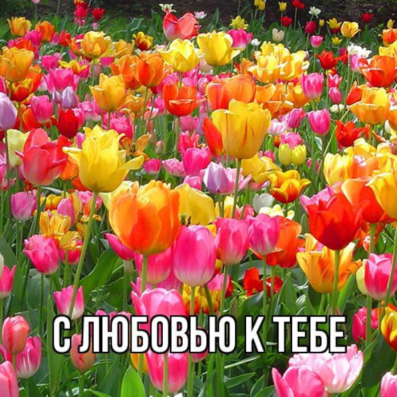 Картинка С любовью к тебе, 