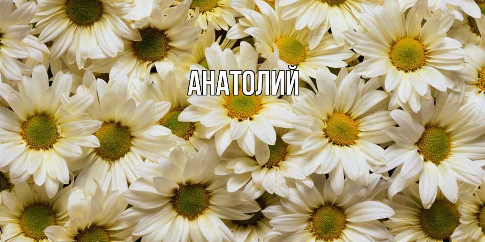 Открытка  с именем. Анатолий, Главная  