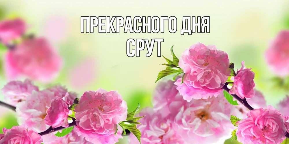 Открытка  с именем. срут, Прекрасного дня  