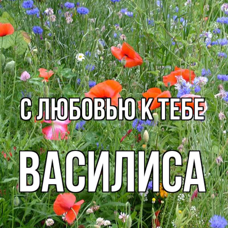 Картинка С любовью к тебе, Василиса