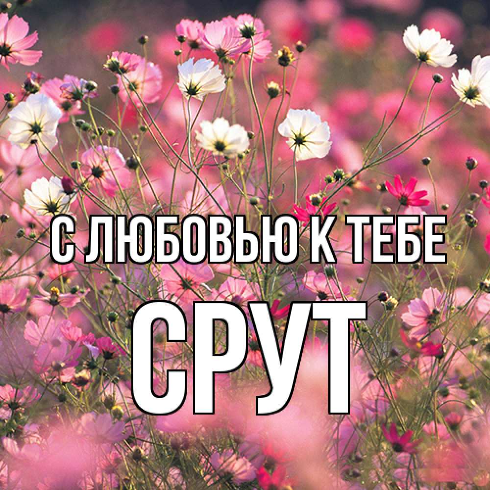 Открытка  с именем. срут, С любовью к тебе  