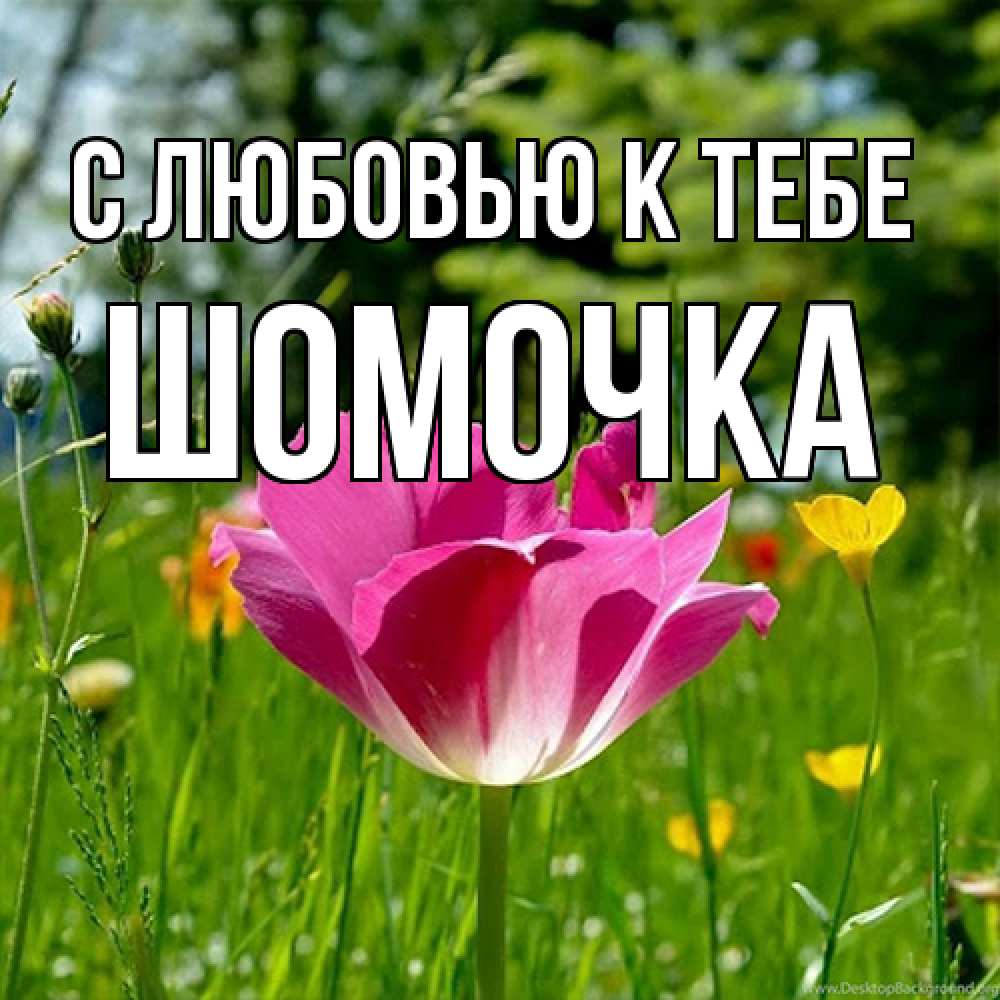 Открытка  с именем. Шомочка, С любовью к тебе  