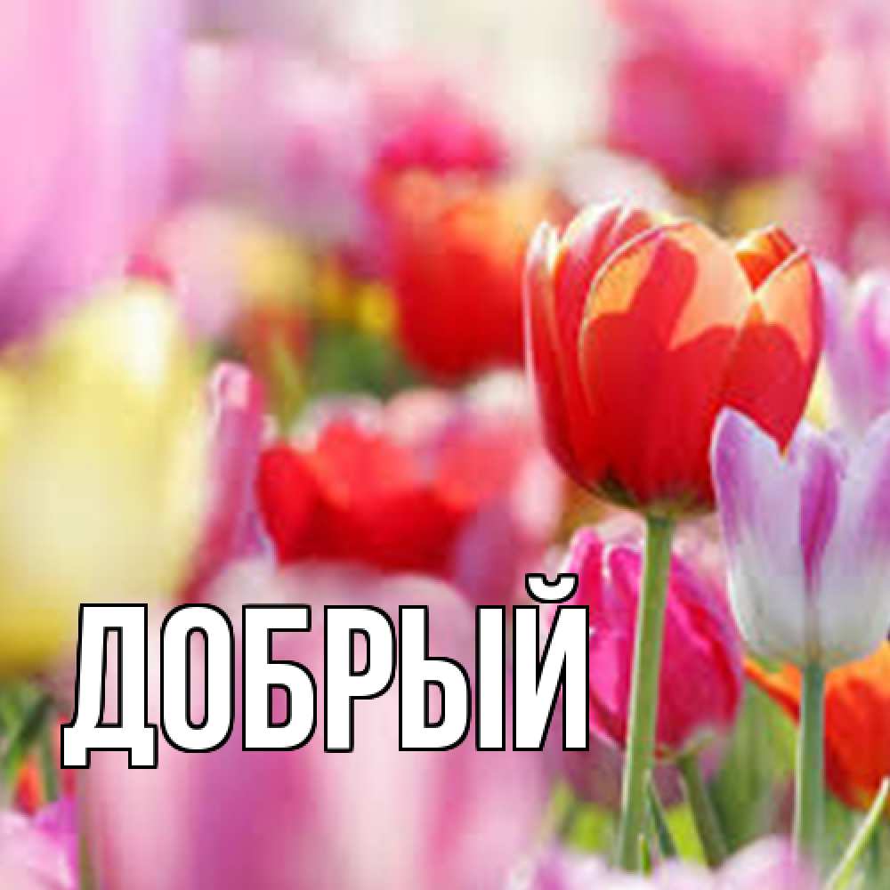 Открытка  с именем. Добрый, Главная  