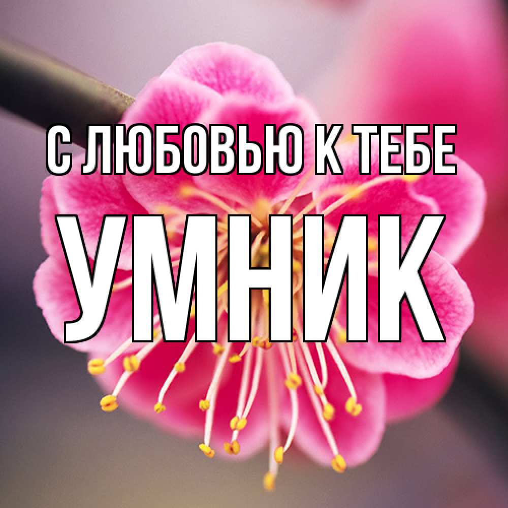 Открытка  с именем. Умник, С любовью к тебе  