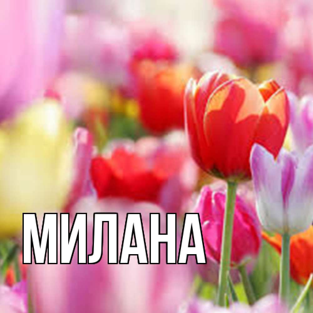 Открытка  с именем. Милана, Главная  