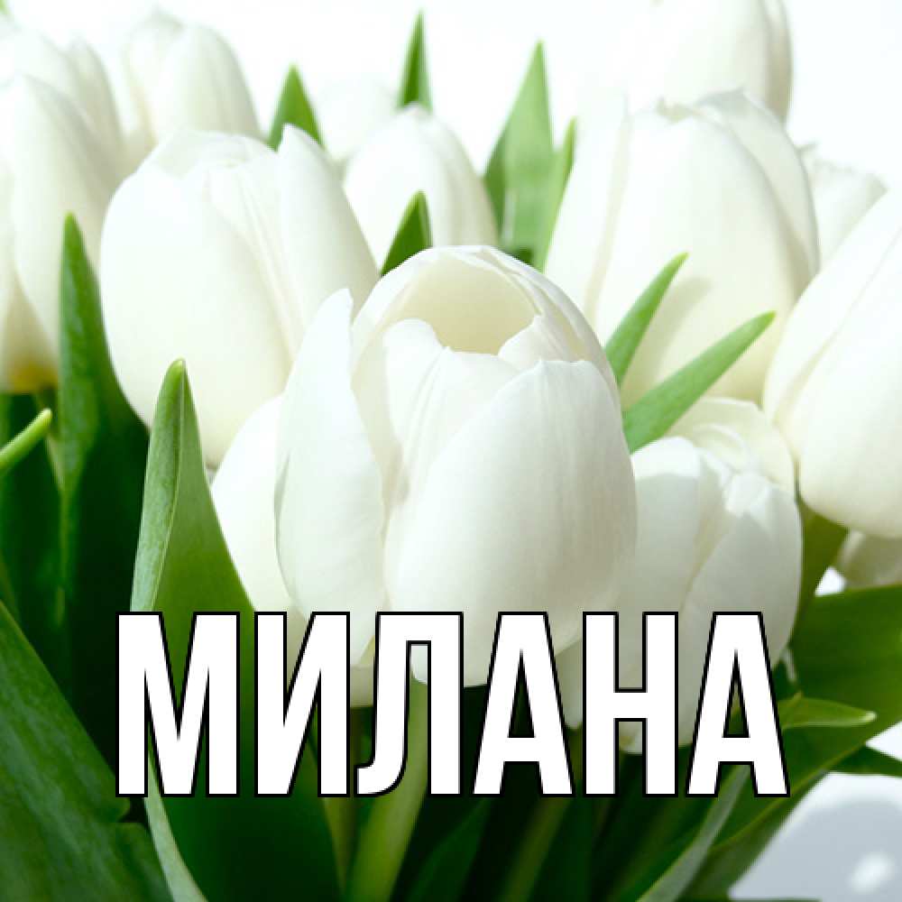 Открытка  с именем. Милана, Главная  