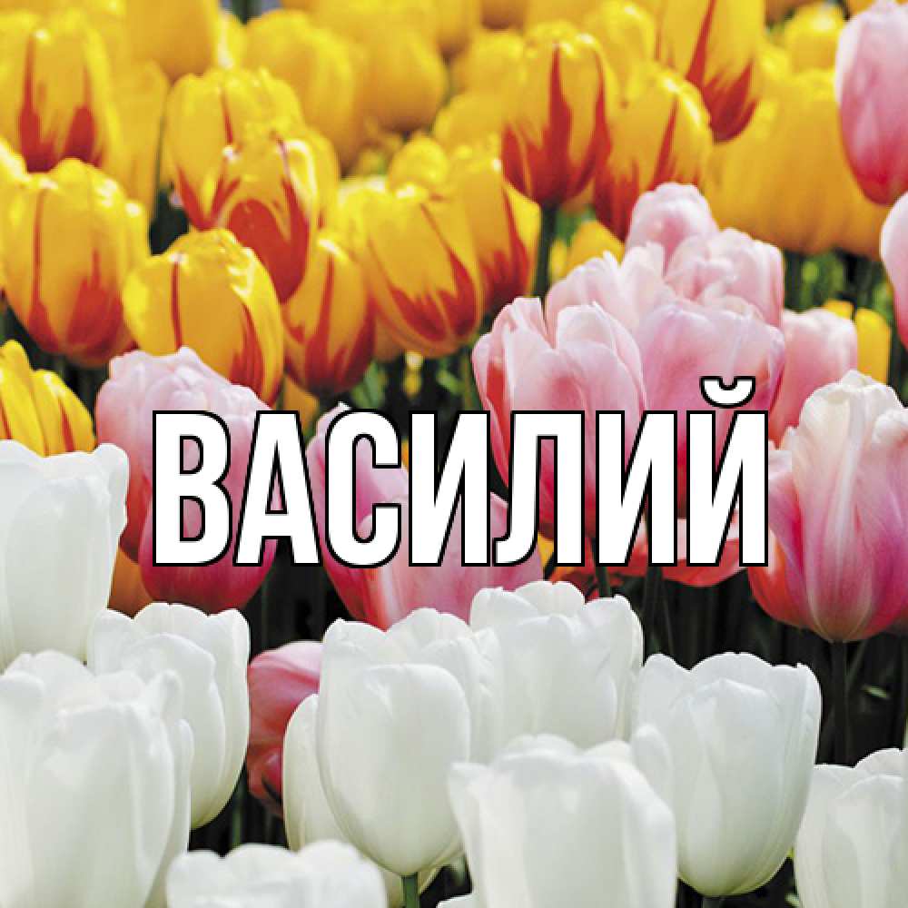 Открытка  с именем. Василий, Главная  