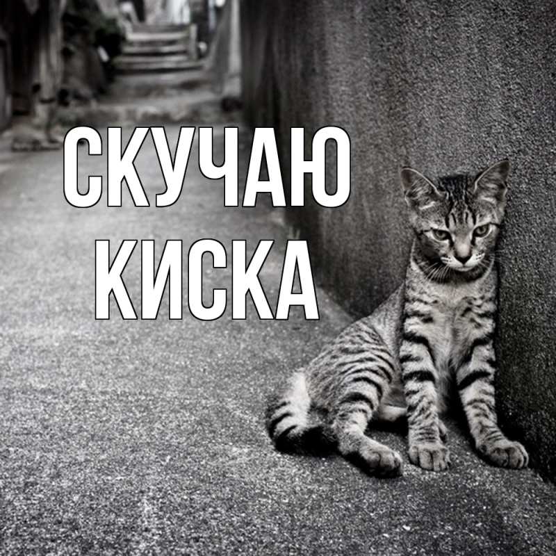 Картинка Скучаю, Киска