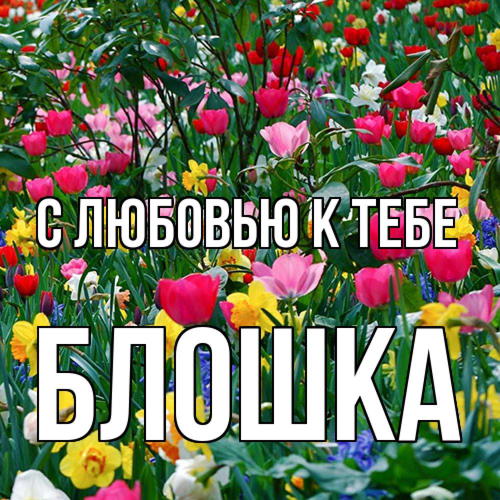 Открытка  с именем. Блошка, С любовью к тебе  