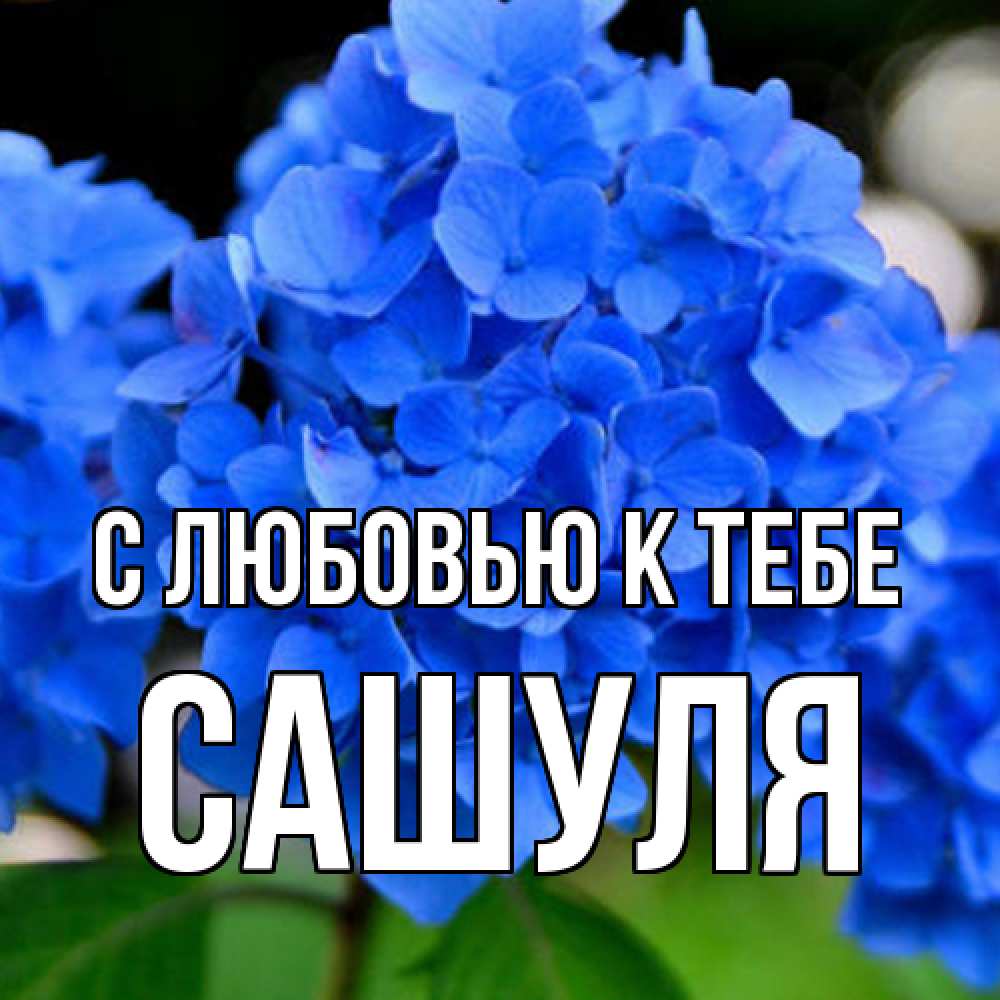 Открытка  с именем. Сашуля, С любовью к тебе  