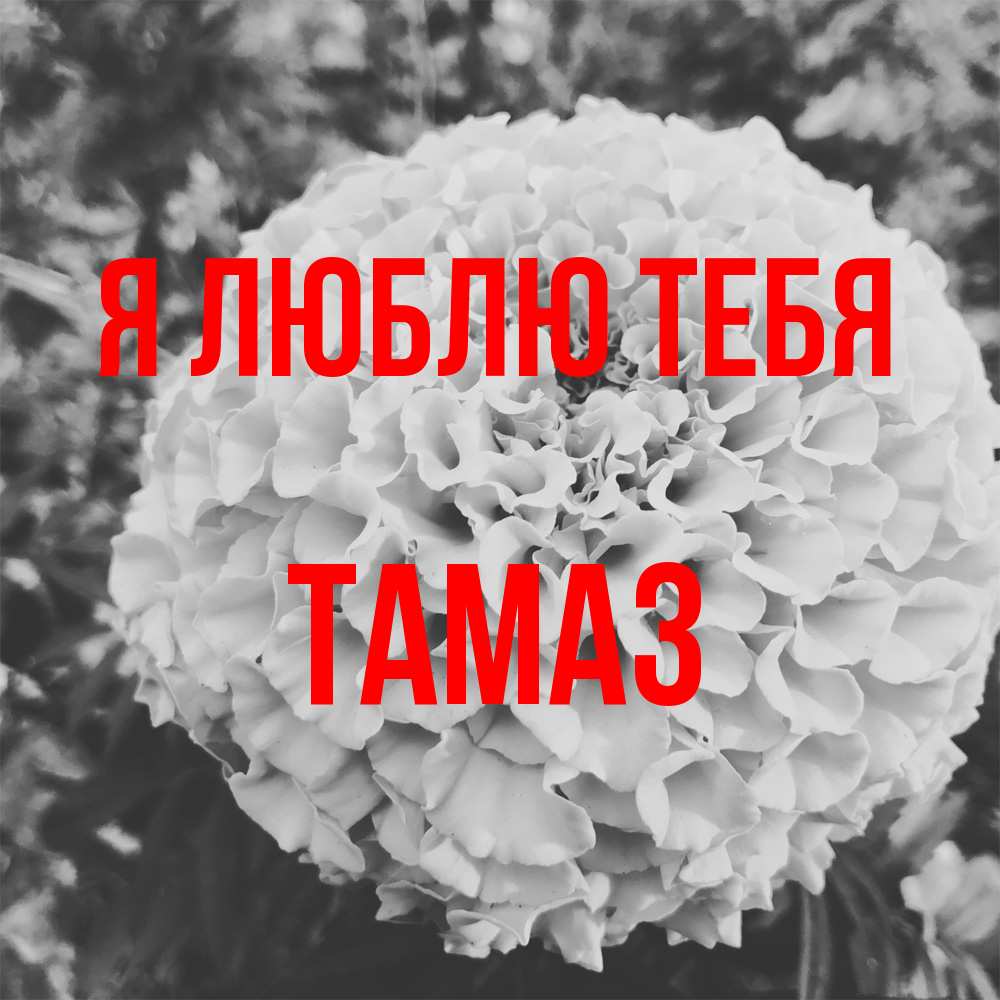 Открытка  с именем. Тамаз, Я люблю тебя  