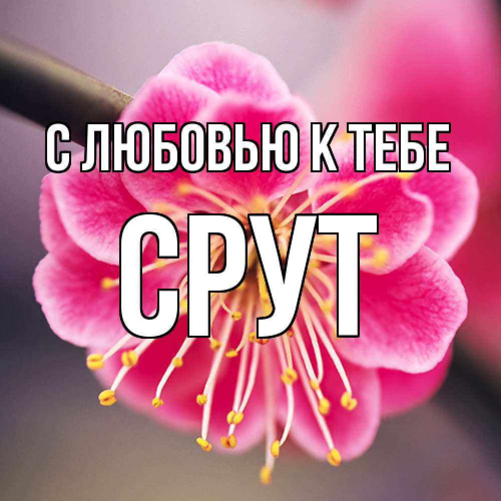 Открытка  с именем. срут, С любовью к тебе  