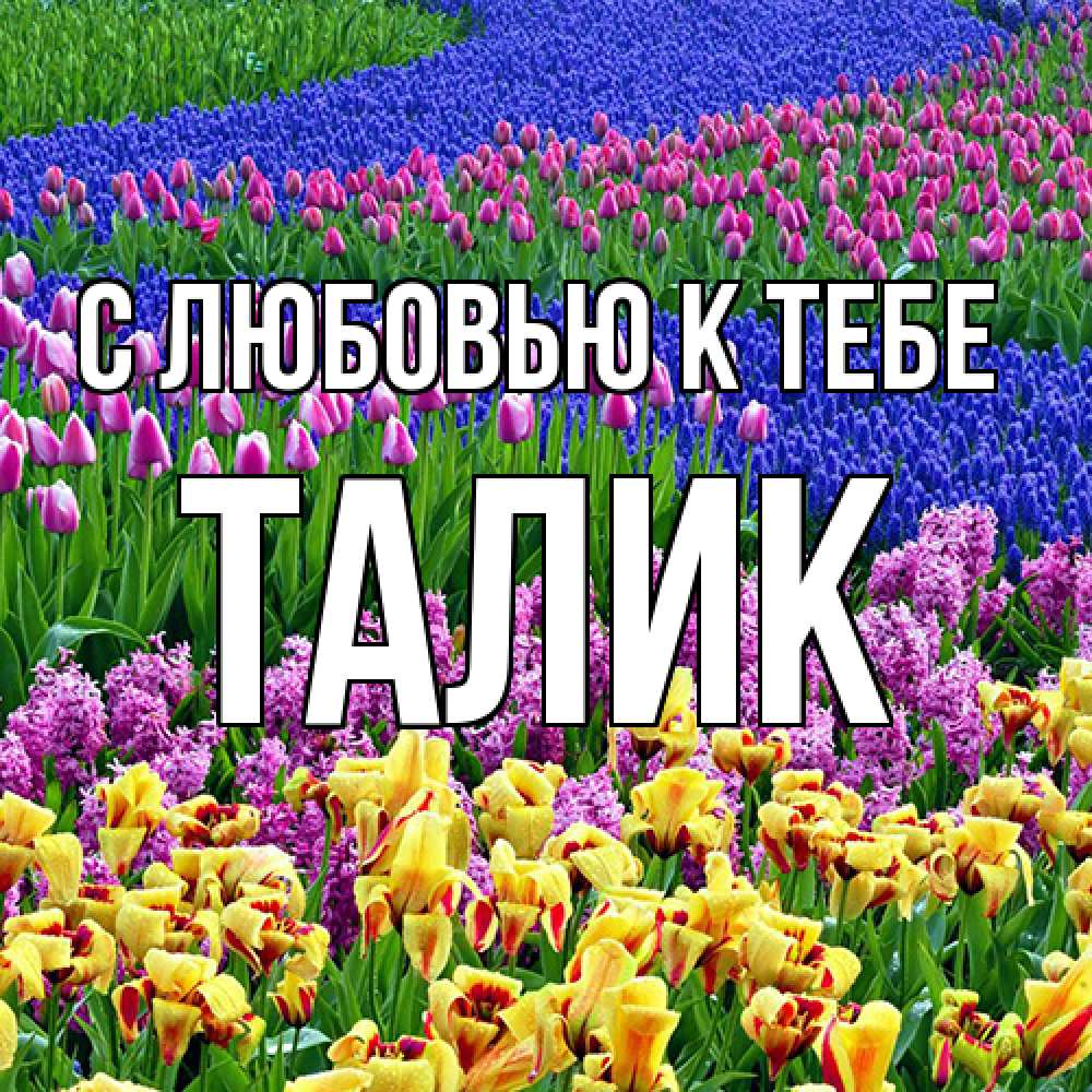 Открытка  с именем. Талик, С любовью к тебе  