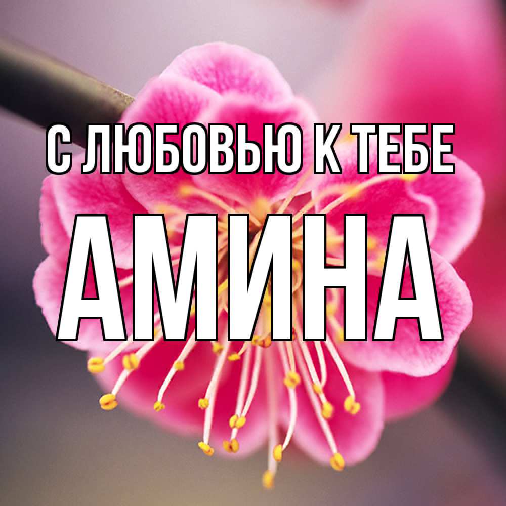 Открытка  с именем. Амина, С любовью к тебе  