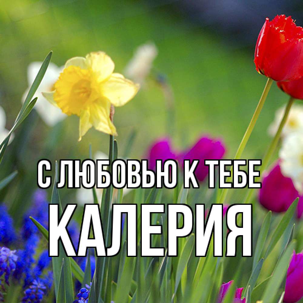 Открытка  с именем. Калерия, С любовью к тебе  