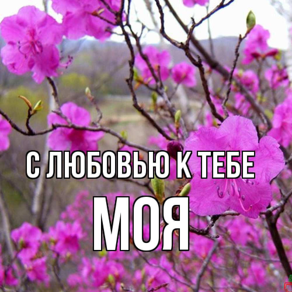 Открытка  с именем. Моя, С любовью к тебе  