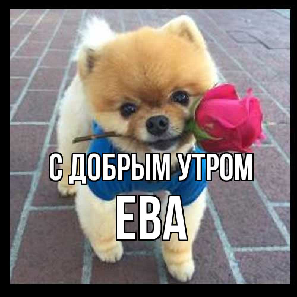 Открытка  с именем. Ева, С добрым утром  