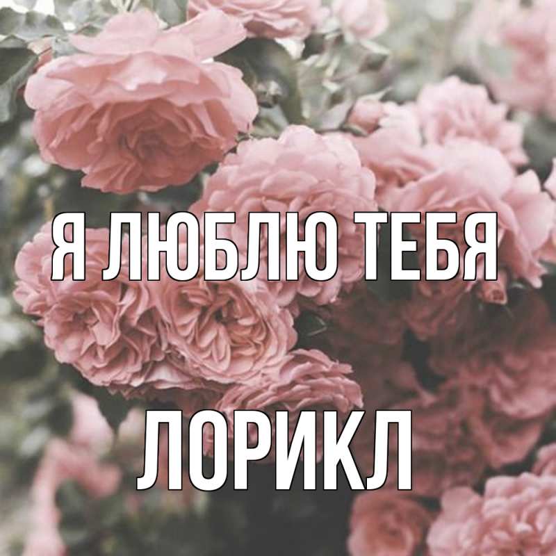 Картинка Я люблю тебя, Лорикл