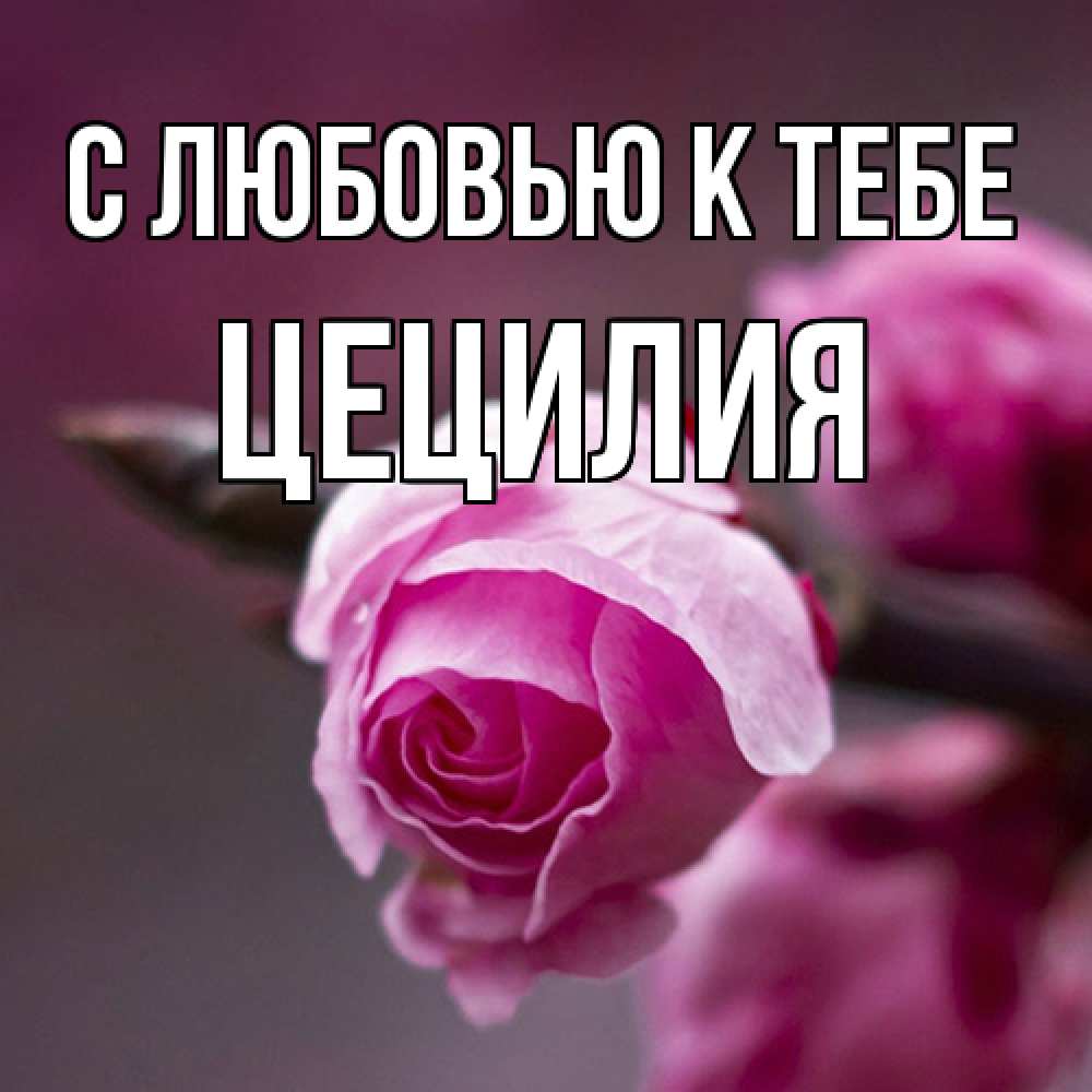 Открытка  с именем. Цецилия, С любовью к тебе  