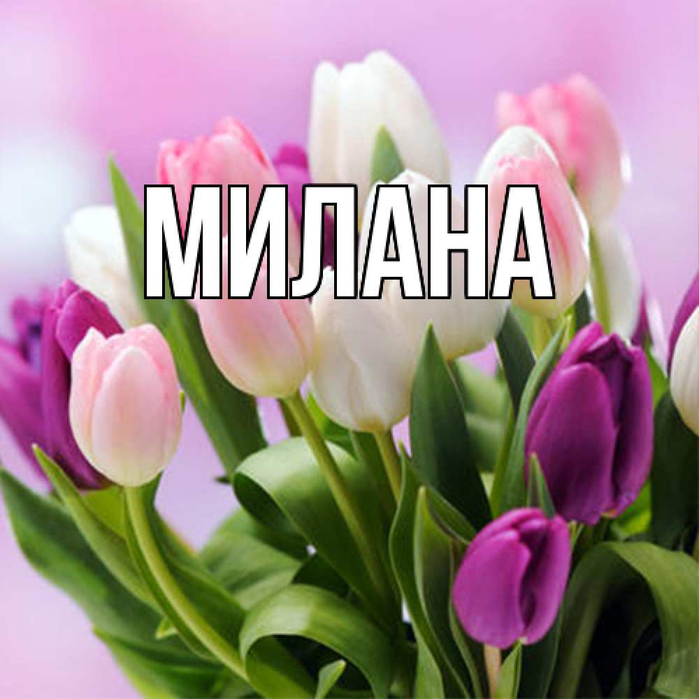 Открытка  с именем. Милана, Главная  