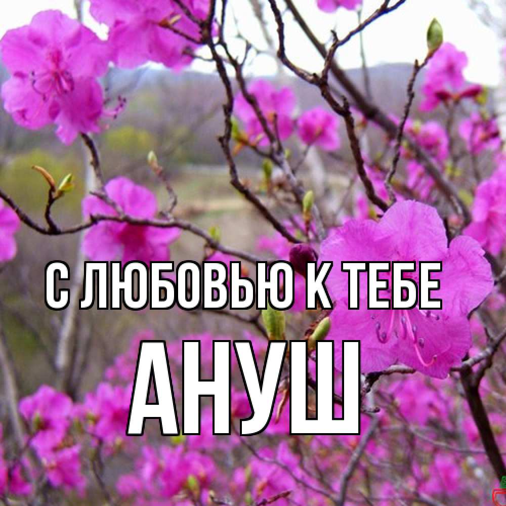 Открытка  с именем. Ануш, С любовью к тебе  