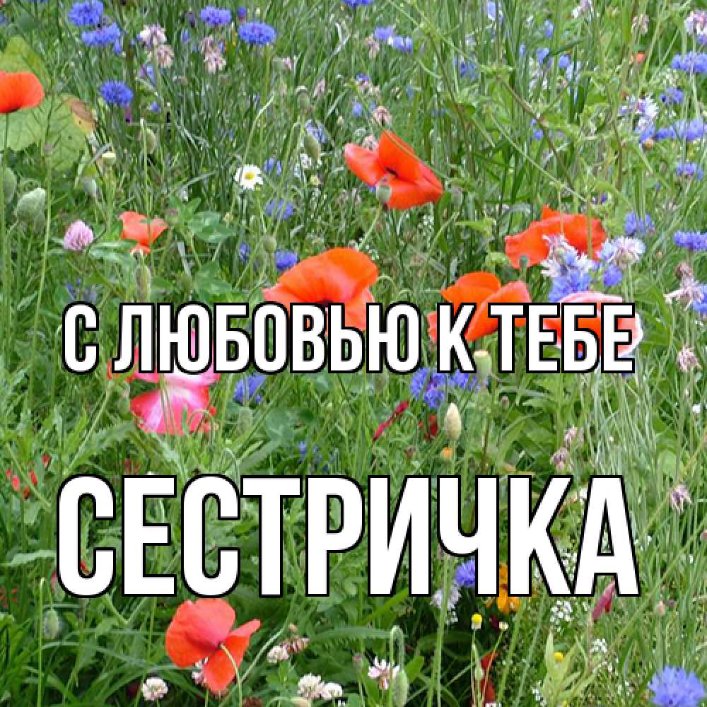 Открытка  с именем. Сестричка, С любовью к тебе  